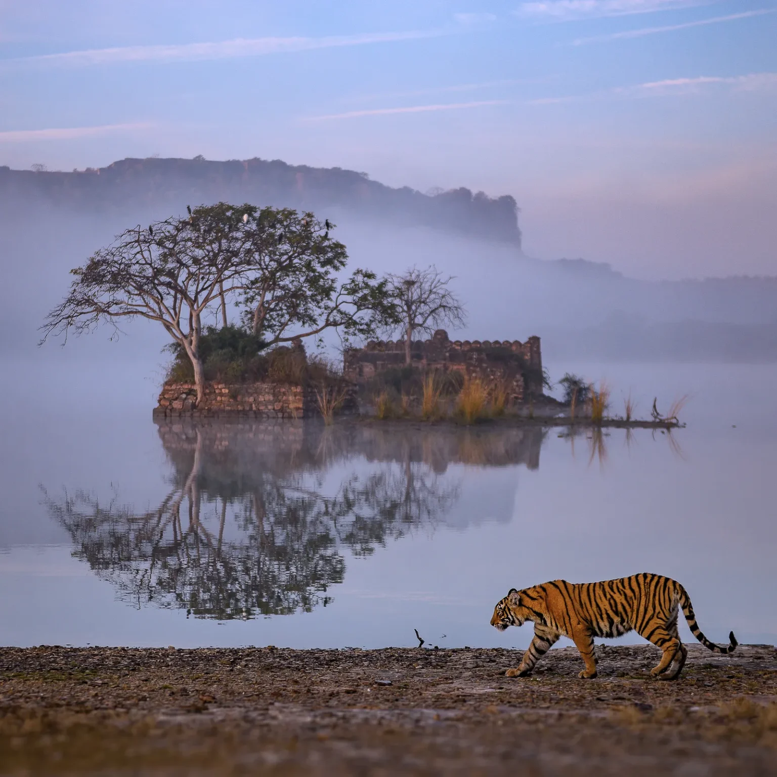 Arrows-Girl-Padam-Lake-Ranthambore-1620